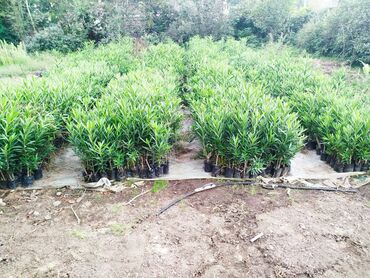 Ağaclar: Dekorativ agaclar — 4