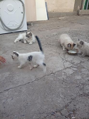 собака из приюта: Кошка даром: Сибирская, 4 месяца, Мальчик — 6
