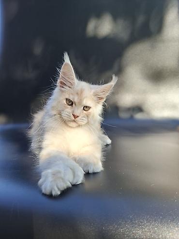 Продажа кошек: 🐾 ВНИМАНИЕ! В ПРОДАЖЕ МАЛЕНЬКИЙ КОТЁНОК С БОЛЬШИМИ ПЛАНАМИ НА ЖИЗНЬ! — 7