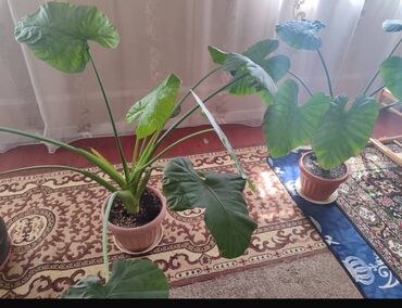 электроножница садовые: Комнатное растение Алоказия (возможно Alocasia macrorrhiza, «слоновье