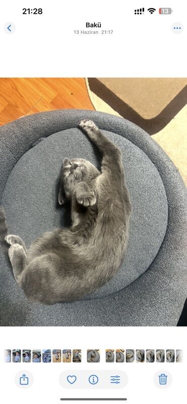 Pişiklər: Şotland — 3