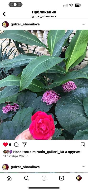 Otaq bitkiləri: Her cure guler var veregliyin baxin ancag xanimlara satiş olur Gencedi — 8