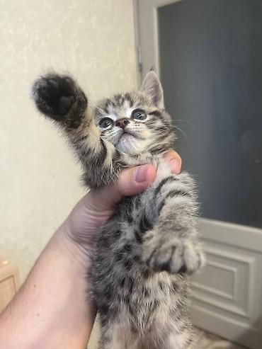 Мышыктар: Продаю котят породы Скотиш-Страйт, 1 месяц. Активный котенок породы — 2