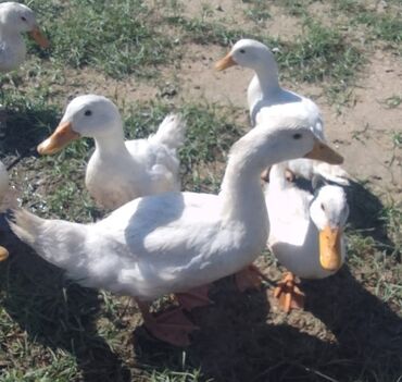 Ördəklər: Dişi, | Kuban, Ətlik, Ünvandan götürmə — 2