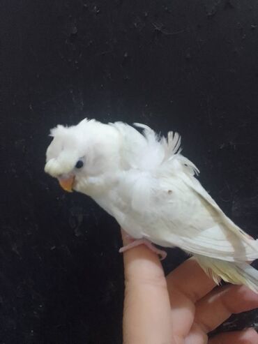 ayagi xinali qus: Yeme düşmüş, atasi spingal, anasi krem qirmizi göz