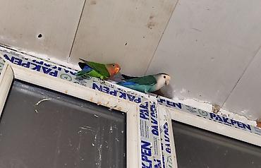 Məhsul: Agapornis (Lovebird) papuqayları – müxtəlif rəng mutasiyaları lalafo.az -da Məhsul: Agapornis (Lovebird) papuqayları – müxtəlif rəng mutasiyaları