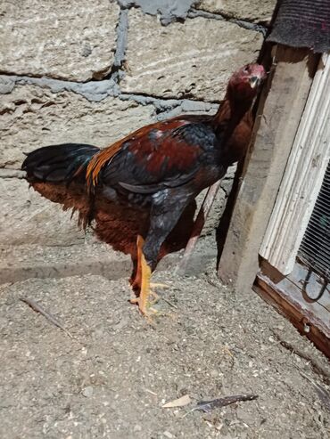 Xoruzlar: 7 ayliq becediler biri 70 azen super qani var — 10