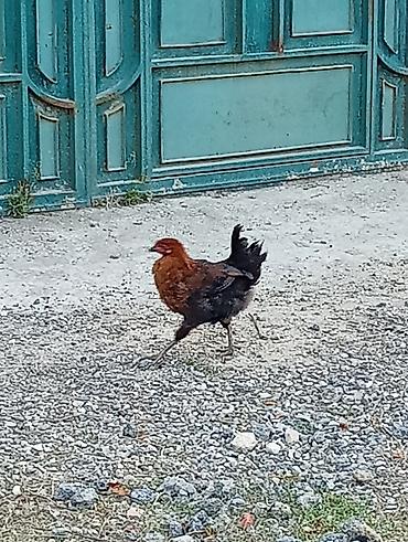 Сельхозптицы: 8 ədəddir hamısı bir yerdə 60 manat çatdırılma maşın var mənlikdi — 5