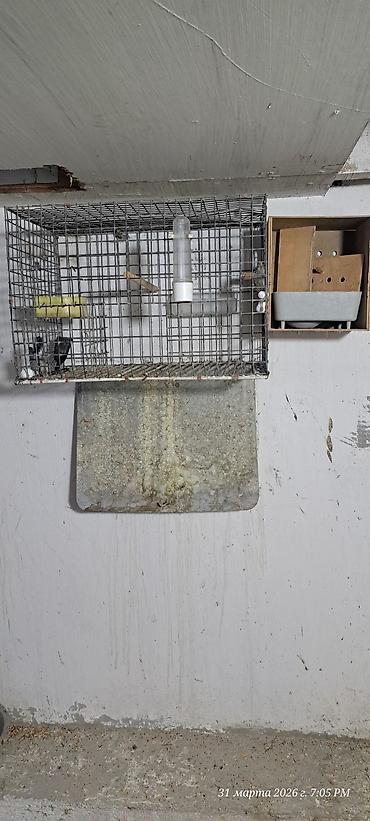 Qəfəslər: Quş qəfəsləri və volyerlər dəsti - Böyük metal volyer: möhkəm məftil — 9