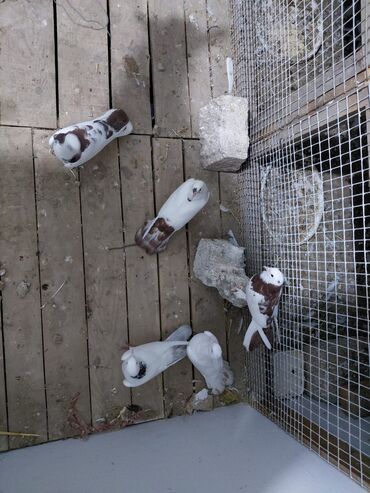 Göyərçinlər: Salam saglam quşlardı 16.17 tük istəyən yazsın vatsaf aktivdi - Növ — 5