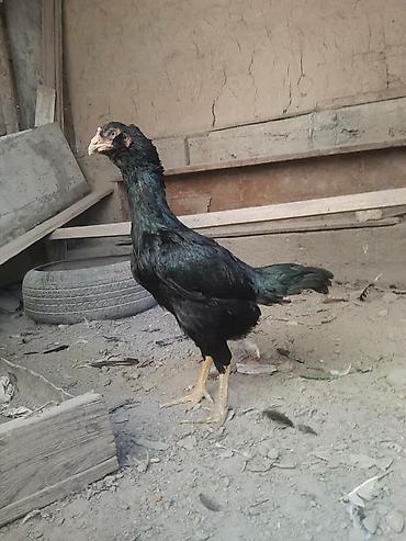 Птицы: Дакан курочка бородачка большая примерна 4кг цеплять даёт хороших — 9