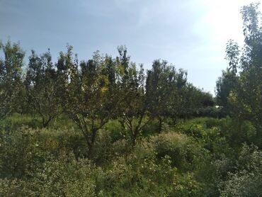 Torpaq sahələrinin satışı: 95 sot, Biznes üçün, Mülkiyyətçi, Kupça (Çıxarış) — 8