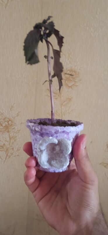 Toxumlar: Растения на заказ и в продаже кому интересно пишите -da lalafo.az — 16 Toxumlar: Растения на заказ и в продаже кому интересно пишите — 16