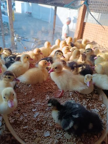lavanda ördəyi: # 🦆 ÖRDƏK BALALARI SATIŞDA! 🦆 🐣 **Sağlam, aktiv və keyfiyyətli ördək — 2