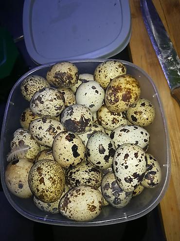окрошка: Перепелиные яйца домашние. - Натуральный продукт от перепелов, мелкие — 1
