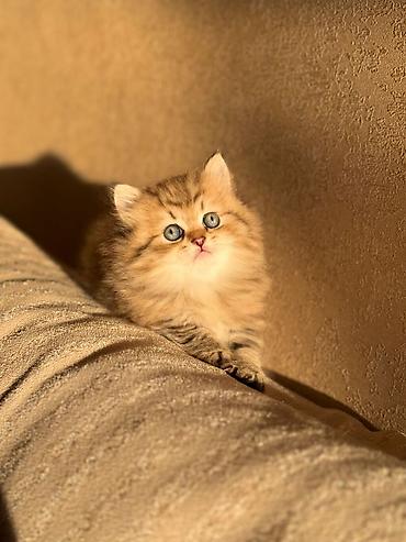 Кошки: Золотая шиншилла — 8