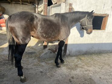 Лошади, кони: Продаю | Кобыла (самка) | Полукровка, Английская | Для разведения, Конный спорт | Племенные — 2