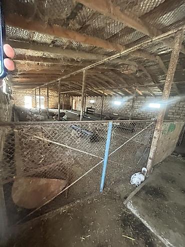 Kommersiya daşınmaz əmlakının satışı: Ferma/Sağmal təsərrüfatı sahəsi - Geniş həyətyanı ərazi və açıq sahə — 31