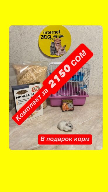 продам домик для кошки: Ручные хомячки и клетки большой выбор. Хомячки ручные, молоденькие
