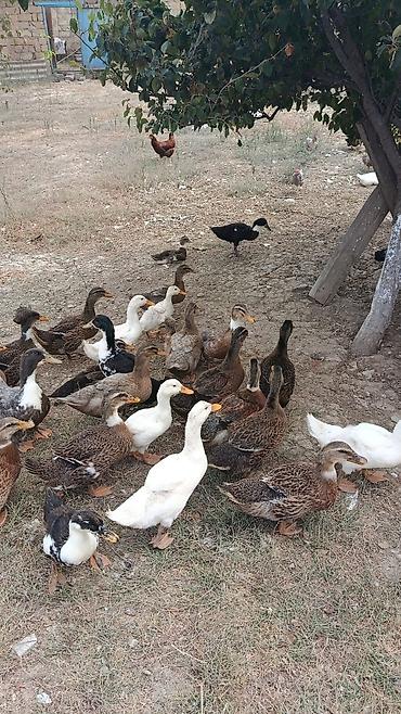 сколько стоит аквариум: Ördəklər.5manatdan 25manata kimi deysiir boyuna ayına gününe yaşına — 3