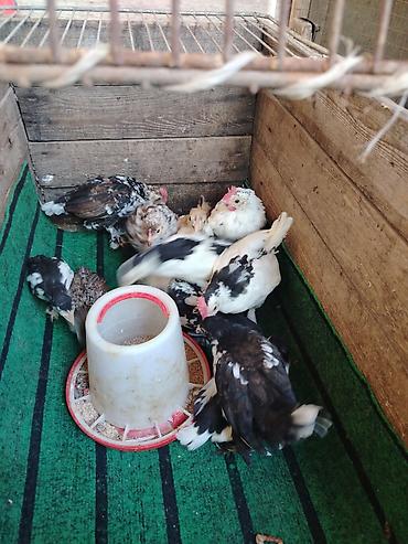 Toyuqlar: Toyuq, Milflör, Damazlıq — 10