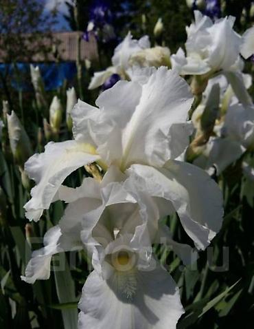 iris: Корневища бордюрых белых ирисов. Корни жирные, мощные. 3 корня - 2 — 4