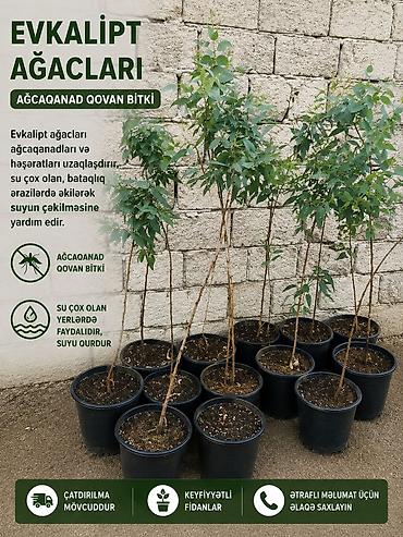 beryoza ağacı azerbaycan dilinde: 🌿 EVKALİPT AĞACI – TƏBİİ GÜC VƏ GÖZƏLLİK! 🌿 💧 Su olan və rütubətli — 1