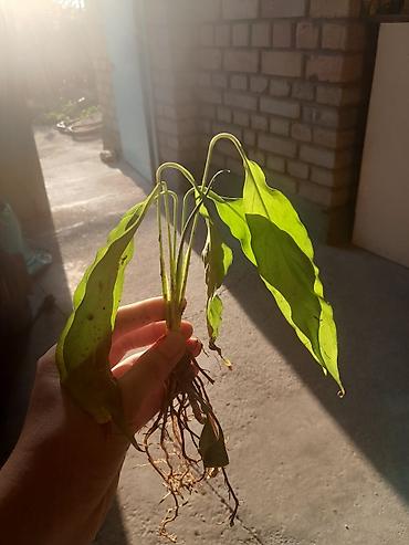 diamond: Спатифиллум (Spathiphyllum) — деленка с корнями. если через 2 дня — 2