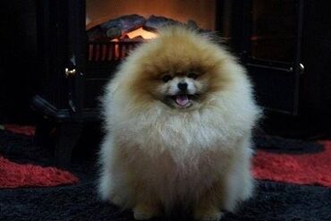 Psi: Pomeranski špic,Pomeranac,Pomeranian,Boo štenci Ako ste odgovorna — 7