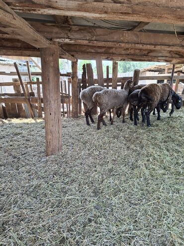 продажа бараны: Продаю | Овца (самка) | Гиссарская, Арашан | На забой, Для разведения | Матка
