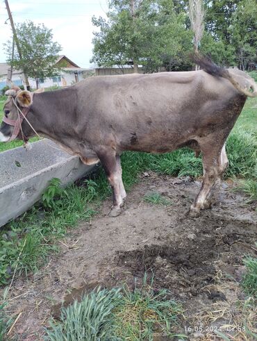луговое быки: Продаю | Корова (самка) | Алатауская | Для молока | Искусственник