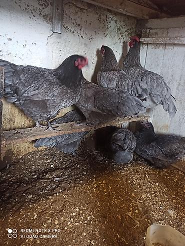 bakida at bazari: Toyuq, Australorp, Damazlıq, Ünvandan götürmə, Ödənişli çatdırılma — 2