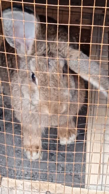продажа орловских жеребят: Продаю кроликов 6 месецев