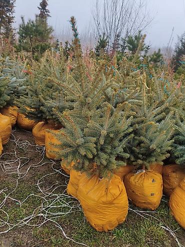фикус микрокарпа: Живые ели голубые (Picea pungens, «голубая ель») с комом земли - — 2