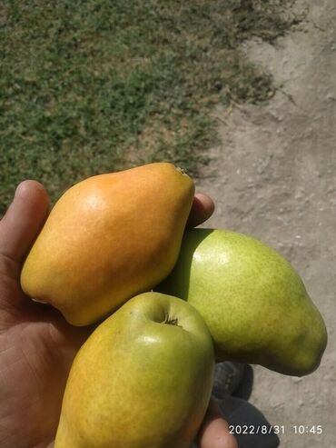 Meyvə və giləmeyvə: Bütün növ meyvə tinglərinin satışı mümkündür. Öz sahəmizdən satırıq — 4