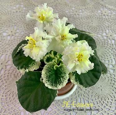 Фиалки и глоксинии: 🌱🌺🌱 Продаю сортовые ДЕТКИ стандартных, трейлерныхмини и полумини — 12