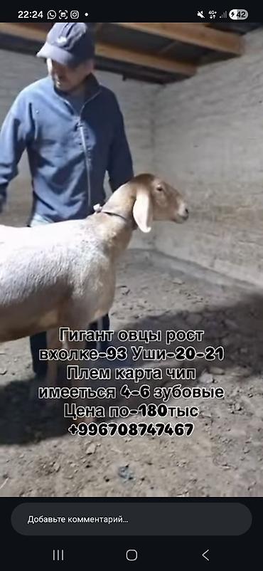 Продам с/х животных: Продаю | Баран (самец) | Для разведения | Племенные — 2