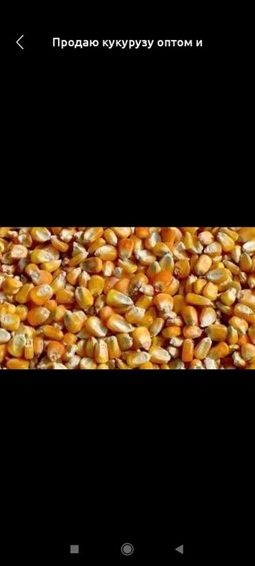 Крупы, мука, сахар: Продаю кукурузу рущеная сорт стекляшка, 20 (двадцать) тонн,в Токмоке