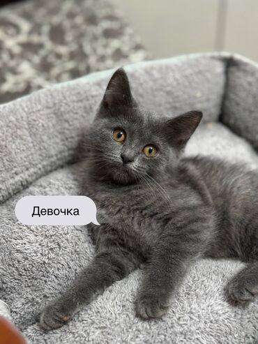 шотландская длинношерстная кошка: 3 айлык, Эркек, Аргын, Лотокко барууга үйрөтүлгөн, Курттардан тазаланган