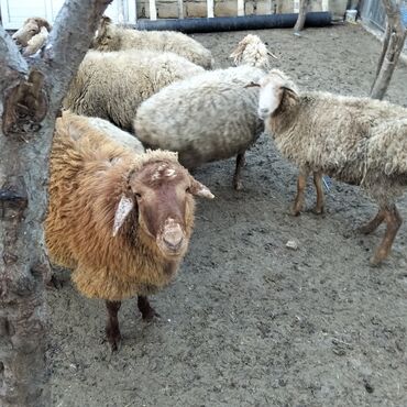 Qoyunlar, qoçlar: Qoyunlar kim wekilde satılır 1qoc 6qoyun var — 1