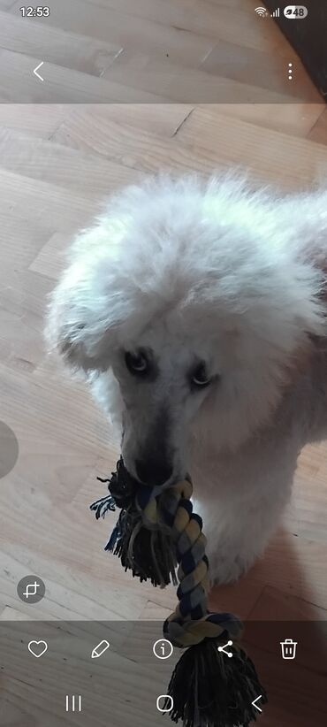 İtlər: Pudel — 6