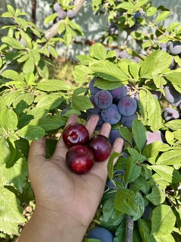 кумыс с медом бишкек: Сочная домашняя слива — только с дерева! 🍑🌿 Продаю свежесобранную
