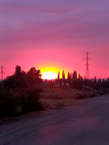 Продажа собак: Лабрадор-ретривер, 2 месяца, Самец — 13