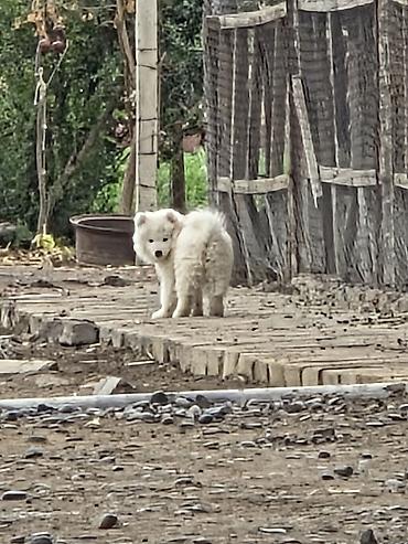 İtlər: Samoyed, Peyvəndli — 4