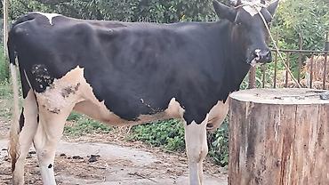 Inəklər, öküzlər: Dişi, Simental, il: 3, 500 kq — 6