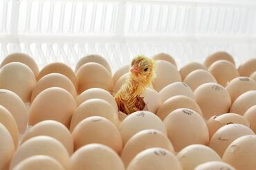 хайлайн куры: Продаю | Инкубационные яйца | Хай-Лайн Соня Грей | Несушки