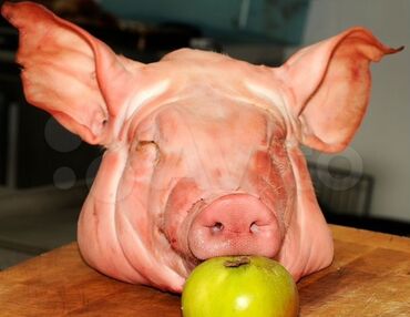 продаю контейнер бишкек: Продаю свиные головы. 100 сом/кг


#мясо #свинина #бишкек