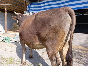 Коровы, быки: Продаю | Корова (самка) | Алатауская, Швицкая | Для молока | Стельные