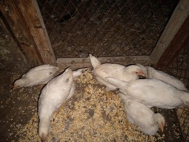 сколько стоит цыпленок индюка: Продаю Новосибирские цыплята 🐤. Парода Легорн