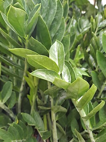 Ostale kućne biljke: Zamija sa prve slike je 800, Zamija sa druge je 1500, Chlorophytum sa — 2